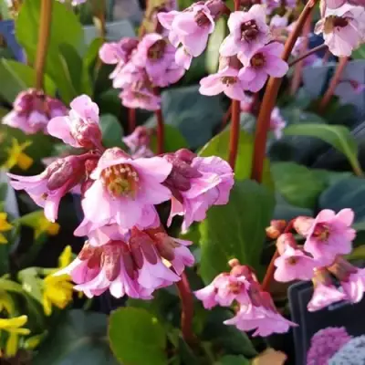 Бадан БЭБИ ДОЛЛ в Орше