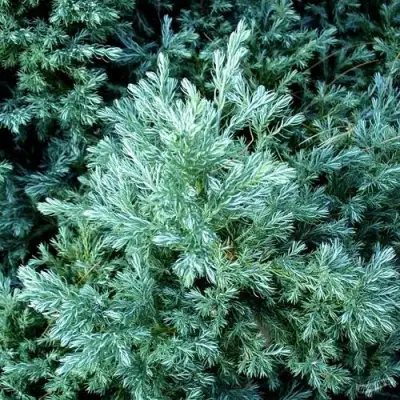 Кипарисовик БУЛЕВАРД горохоплодный в Орше