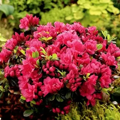 Азалия КАНЗОНЕТТА японская в Орше