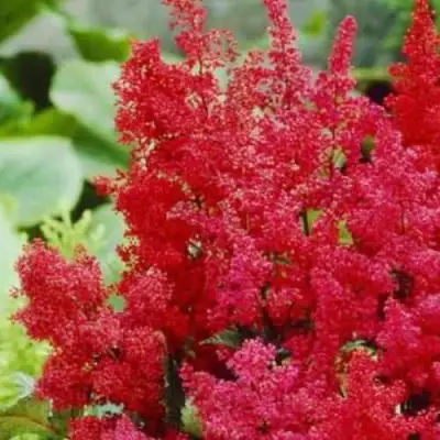 Астильба ЭТНА Арендса в Орше