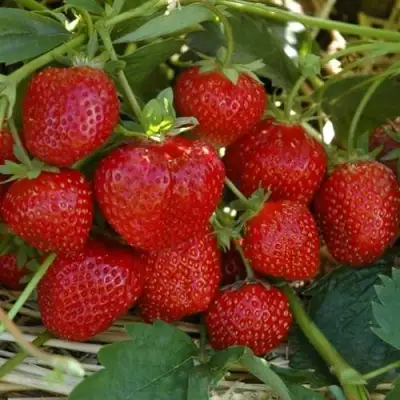 Клубника ЗЕНГА-ЗЕНГАНА в Орше