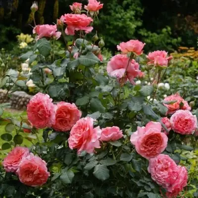 Роза ЛОРАН КАБРОЛЬ шраб в Орше