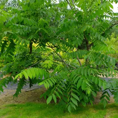 Орех МАНЬЧЖУРСКИЙ в Орше