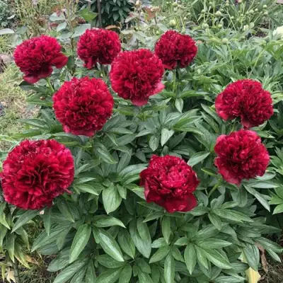 Пион ГАЛАКТИКА травянистый в Орше