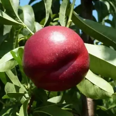 Нектарин БИГ-ТОП в Орше