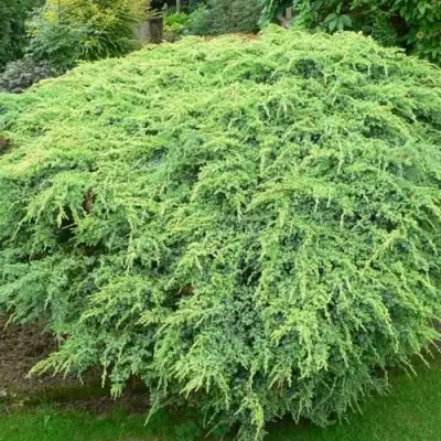 Можжевельник ХОЛГЕР чешуйчатый в Орше