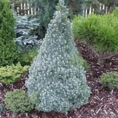 Ель САНДЕРС БЛЮ канадская в Орше