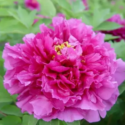 Пион ЛИЛОВАЯ ФАНТАЗИЯ древовидный в Орше