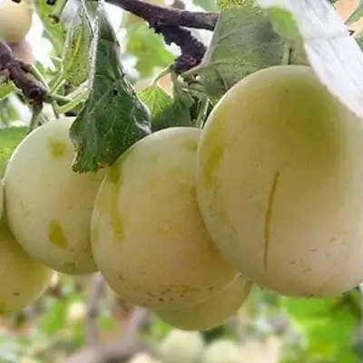 Слива УТРО в Орше