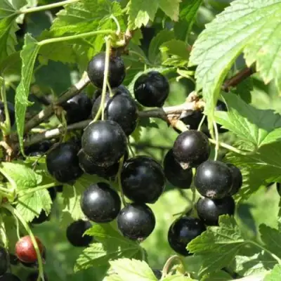 Смородина чёрная ПАМЯТЬ ВАВИЛОВА в Орше