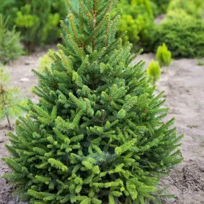 Ель КОМПАКТА обыкновенная в Орше