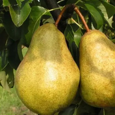 Груша СИЛЬВА в Орше