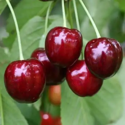 Черешня ВАЛЕРИЙ ЧКАЛОВ в Орше