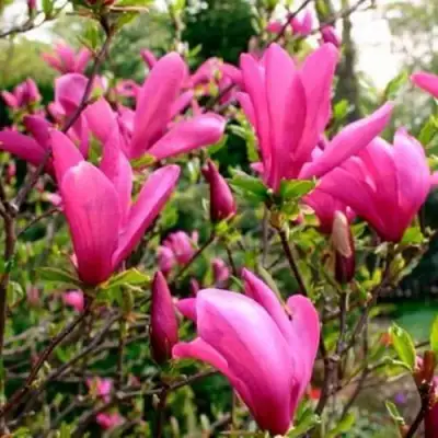 Магнолия СЬЮЗАН в Орше