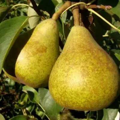 Груша ГЕНЕРАЛ ЛЕКЛЕРК в Орше