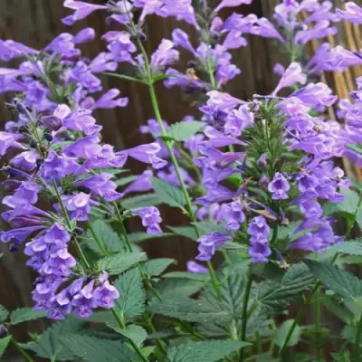 Котовник БЛЮ ДРИМС полусидячий в Орше