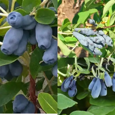 Комплект СЕВЕРНЫЕ ВИТАМИНЫ в Орше