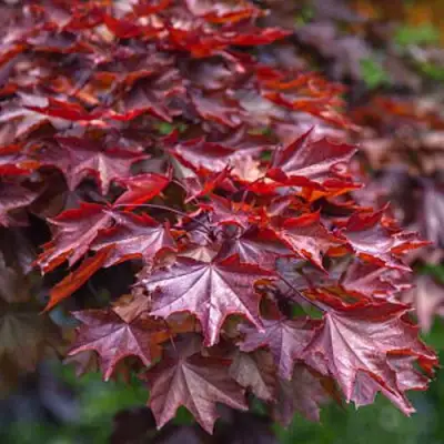 Клен КРИМСОН КИНГ остролистный в Орше