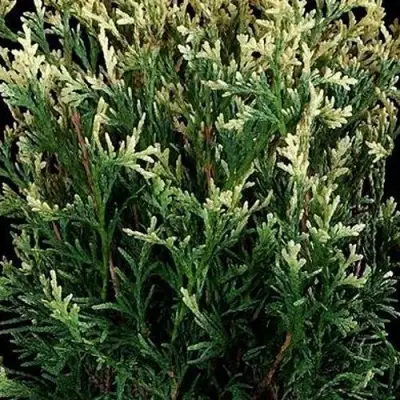 Туя ГОЛД ПЕРЛ западная в Орше