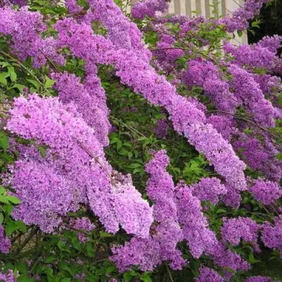 Сирень КИТАЙСКАЯ в Орше