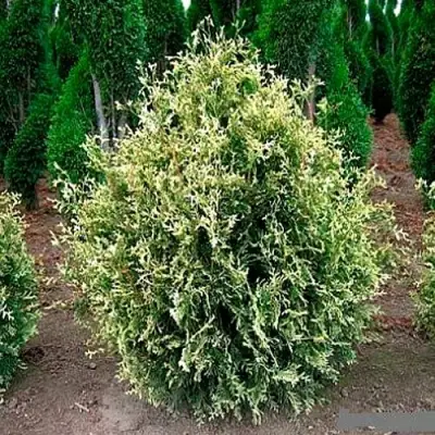 Туя ГОЛД ПЕРЛ западная в Орше