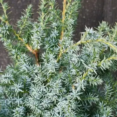 Можжевельник БЛЮ АЛЬПС китайский  в Орше