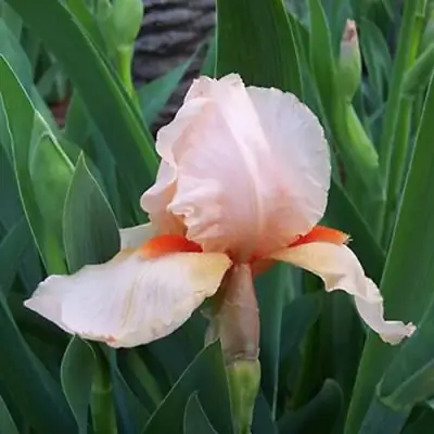 Ирис ПАТИ ДРЕСС бородатый в Орше