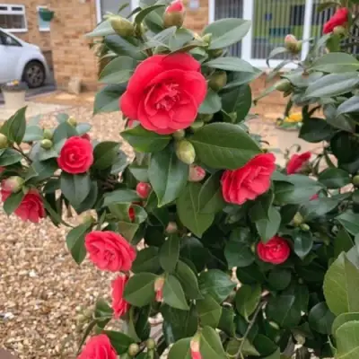 Камелия ЛЕДИ КЭМПБЕЛЛ в Орше