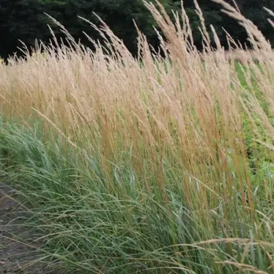 Вейник КАРЛ ФОРСТЕР остроцветковый в Орше