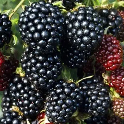 Ежевика ЭВЕРГРИН бесшипная  в Орше