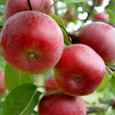 Яблоня ПОСПЕХ в Орше