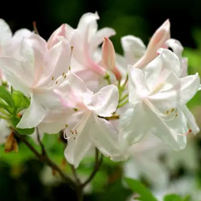 Азалия УАЙТ ЛАЙТС листопадная в Орше