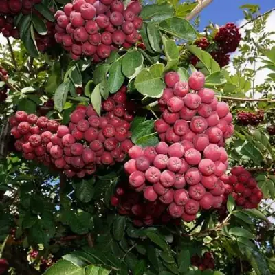 Рябина ТИТАН сладкоплодная  в Орше