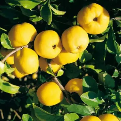 Айва ЦЕЗАРЬ в Орше