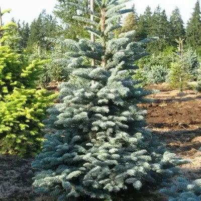 Пихта благородная в Орше