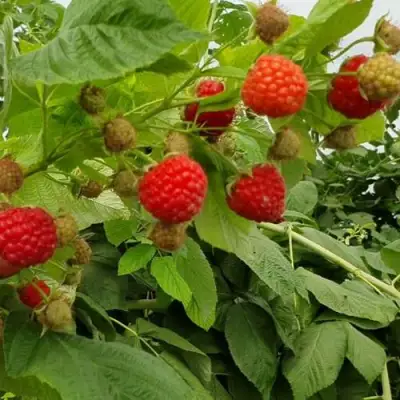 Малина КВЕЛЛИ в Орше