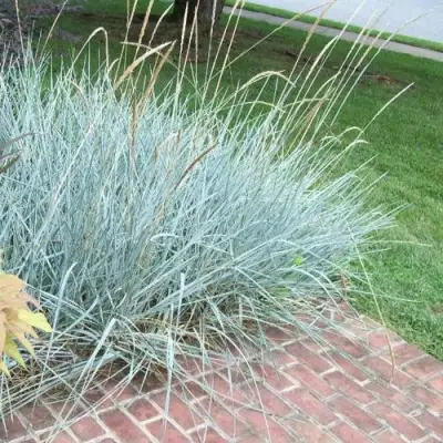 Элимус БЛЮ ДЮН песчаный в Орше