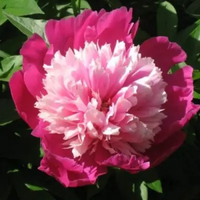 Пион КАПЛЯ РОСЫ травянистый в Орше