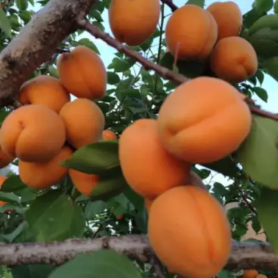 Абрикос ГОЛД РИЧ в Орше