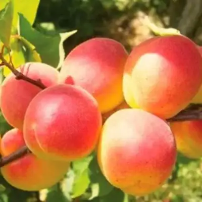 Абрикос NJA-19 в Орше