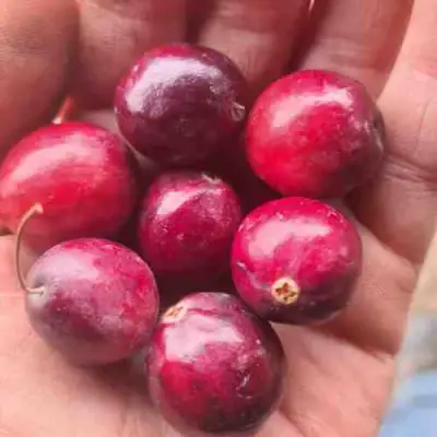 Клюква БАИН 6 в Орше