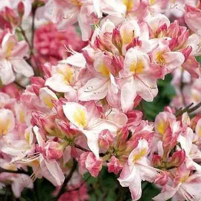 Азалия САТОМИ японская в Орше