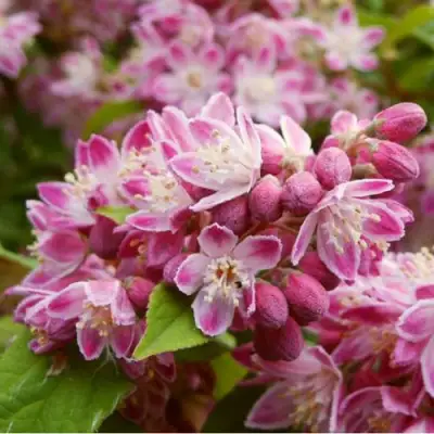 Дейция СТРОБЕРРИ ФИЛДС  в Орше