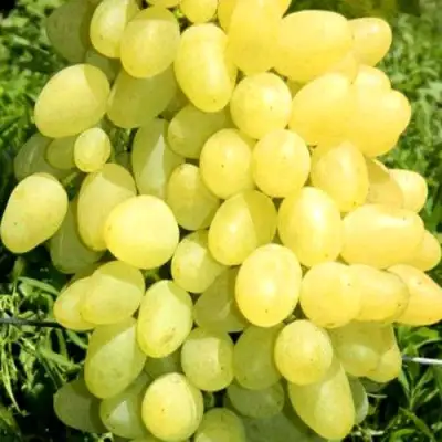 Виноград ЗАРНИЦА в Орше