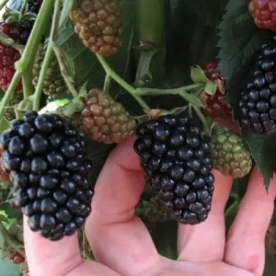 Ежевика НЕБЕСА МОГУТ ПОДОЖДАТЬ бесшипная  в Орше