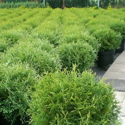 Туя ТИНИ ТИМ западная в Орше