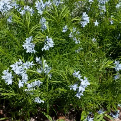 Амсония РЕСНИТЧАТАЯ в Орше