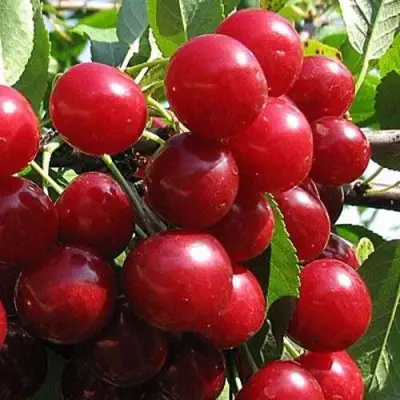 Вишня ГЛУБОКСКАЯ в Орше