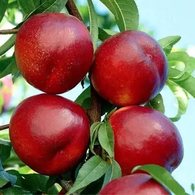 Нектарин БИГ-ТОП в Орше