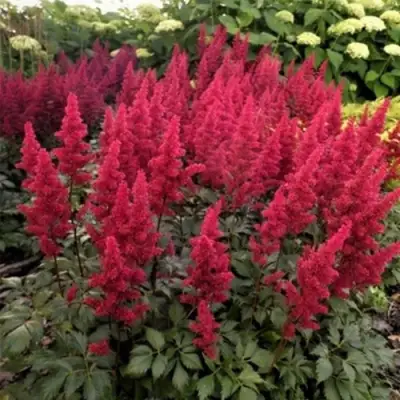 Астильба ФАНАЛ в Орше